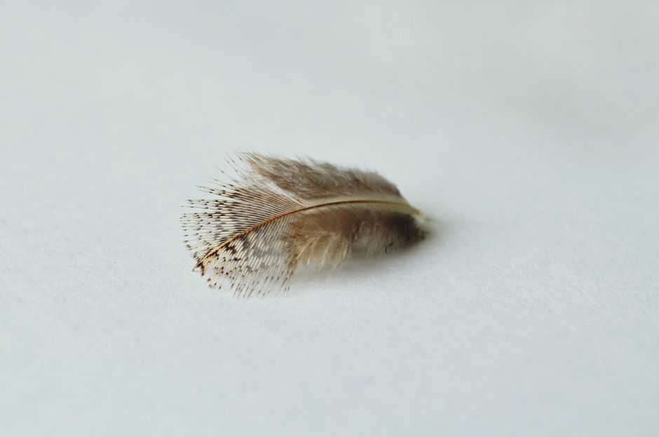 Delicate single feather placed on light background. Perfect for minimalistic and serene design concepts.